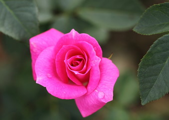 薔薇のフロリック