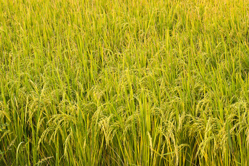 rice plant