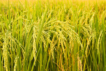 rice plant
