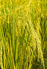 rice plant