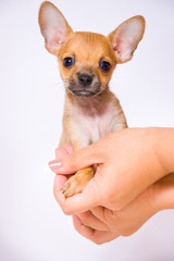 Terrier puppy