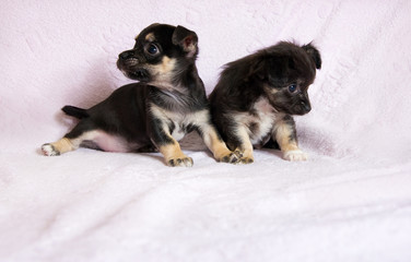 Black terrier puppy