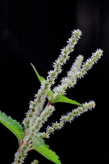 古代の繊維ヤブマオの花