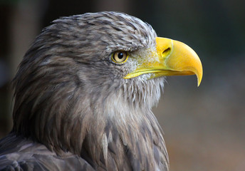 The golden eagle.