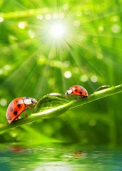 Poster Zwei Marienkäfer auf einem taufrischen Gras. © Kletr