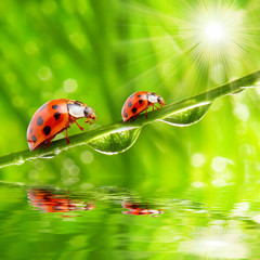 Two ladybugs on a dewy grass.
