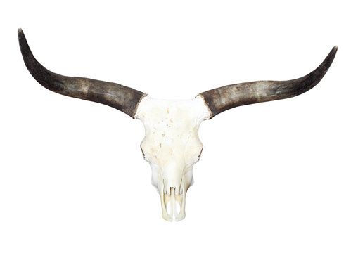 Bull skull with long horns.
