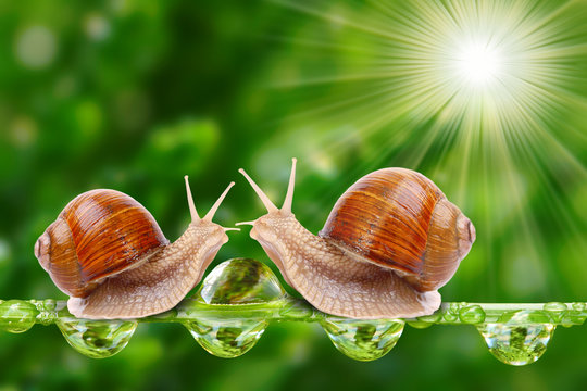 Funny picture of a love making snails couple.