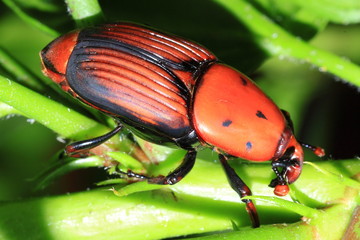 Obraz premium The red palm weevil