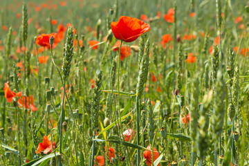 detail of green wheat with red poppies