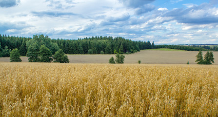 Summer landscape with field and meadow