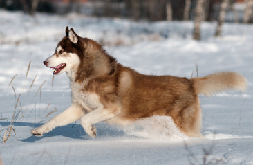 Siberian husky running in the snow