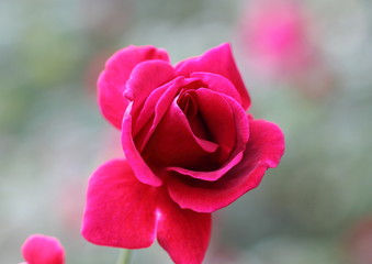 情熱的な薔薇ハートローズ