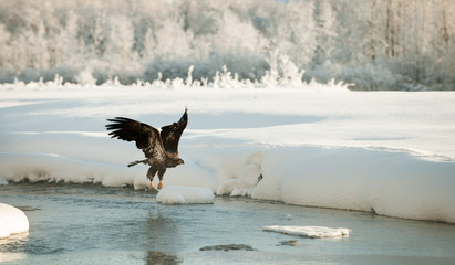 Bald Eagle flying