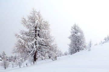 larici in ambiente invernale