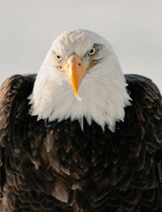 Close-up Portrait of Bald Eagle