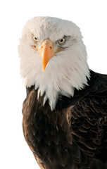 Close-up Portrait Bald Eagle (Haliaeetus leucocephalus )