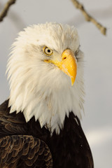 Portrait Bald Eagle (Haliaeetus leucocephalus washingtoniensis)