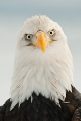 Close-up Portrait of Bald Eagle
