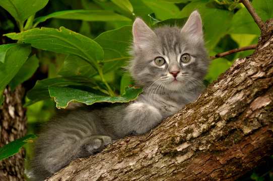 Gattino sull'albero