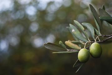 Green olives