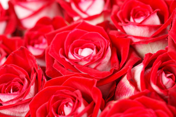 red roses
