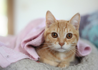 b&eacute;b&eacute; chat