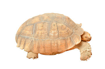 Giant Tortoise isolated (Geochelone gigantea)