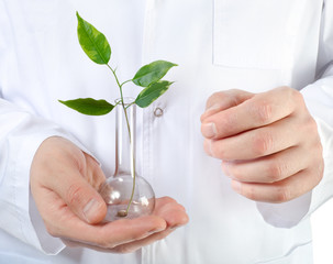 Plant in a test tube in hands of the scientist