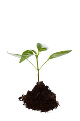 Young plant