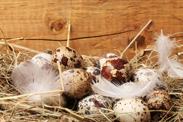 quail eggs in a nest on wooden background