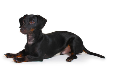 Obraz premium black little dachshund dog isolated on white