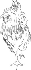 Fototapeta premium Contours Cock