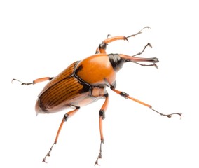 brown palm weevil beetle