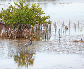 Great Blue Heron (Ardea herodias)