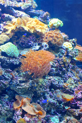 Naklejka na ściany i meble Colourful coral reef