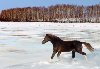 Horse running in melting in the spring snow