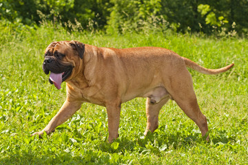 Bulmastiff walking