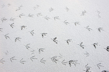 Bird trails