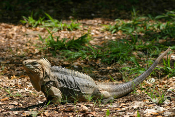 Iguana