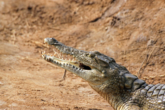 Crocodile savanna