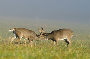 Naklejka na ściany i meble Two whitetail deer bucks fighting in an open field