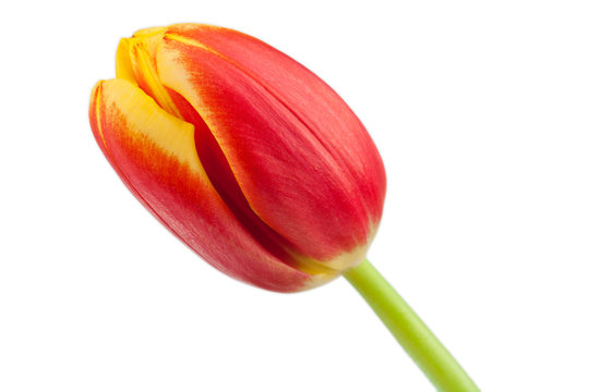 Wundesch&ouml;ne Tulpenbl&uuml;te