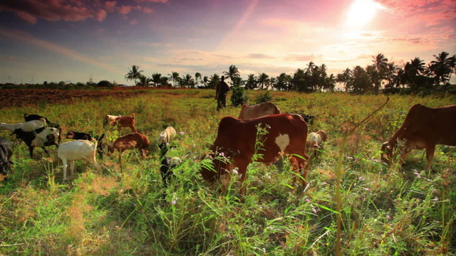 Cattle and goats grazing in Kenya at sunset.