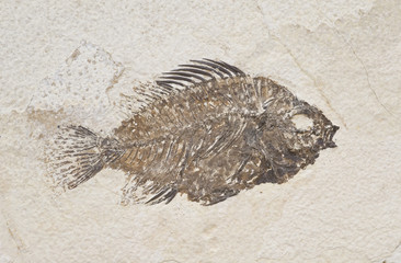 Fossil of a fish.