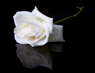 Fototapeta premium Single fallen white rose on black background