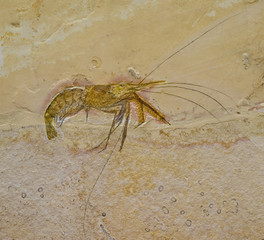 Fossil of a prawn or shrimp. Aeger tipularius. © marcel