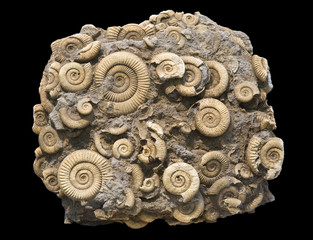 Fossilized ammonites, isolated on black. About 40 cm across.