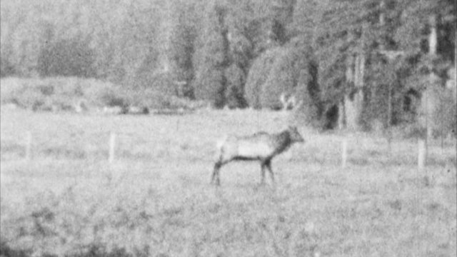 Elk in the Wilderness (Archival 1940s)