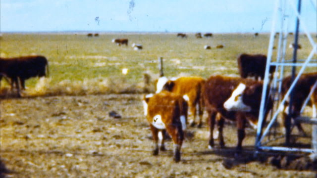 Cows at Pasture (Archival 1950s)
